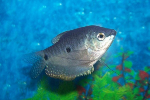 Mramorske gume - skromne, ali vidljive intakcije